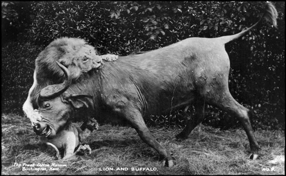 Lion Diorama, Powell-Cotton Museum, Quex Park