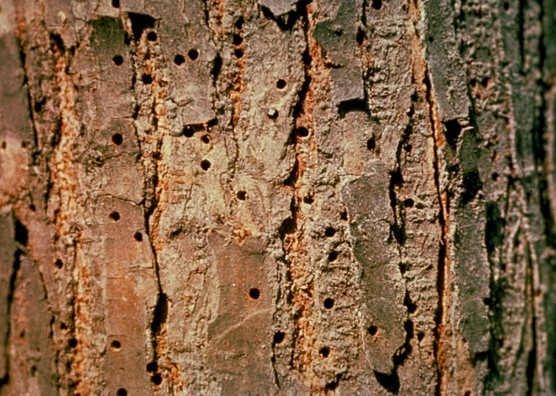 Dutch Elm Disease